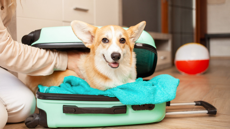 Corgi in a suitcase