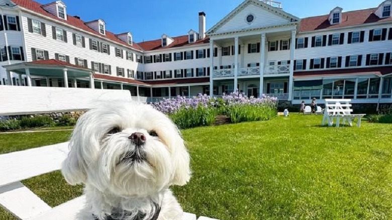 A dog in front The Colony hotel