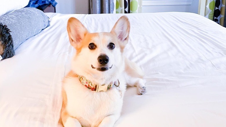 A corgi on the bed at The Brice