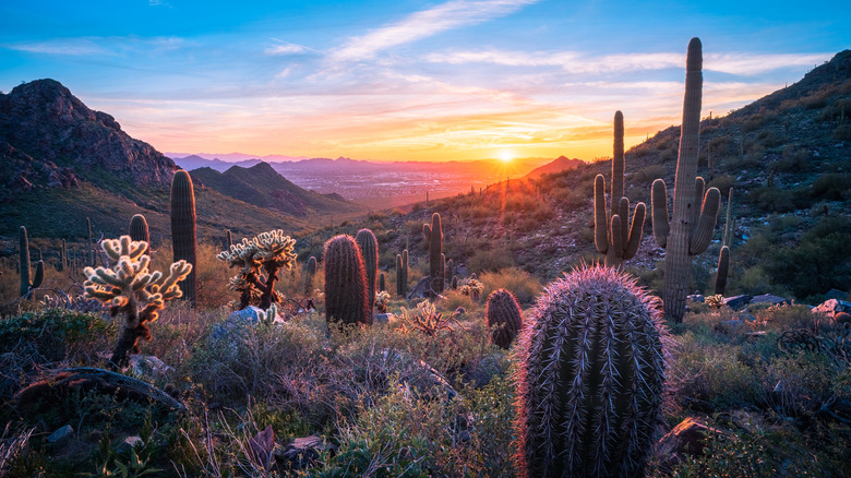 Sunset with cacti and Scottsdale in the distance