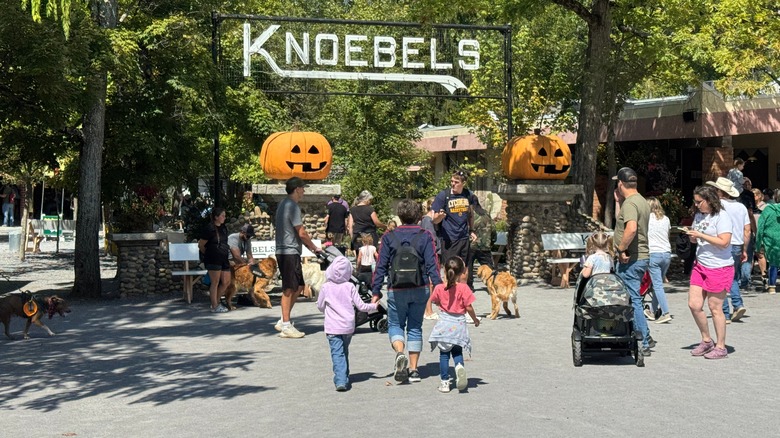Families walk beneath a sign reading Knoebels between two giant jack o'lanterns