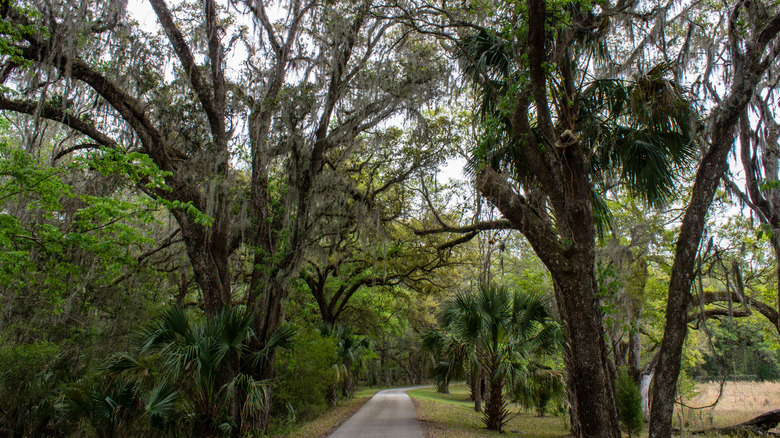 A walking path with an oak tree canopy with Spanish moss in Brooksville , FL.