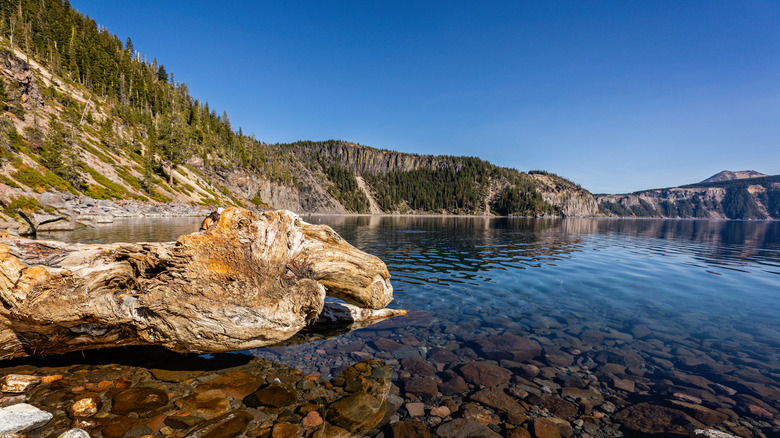 Lakeshore of Crater Lake and large driftwood