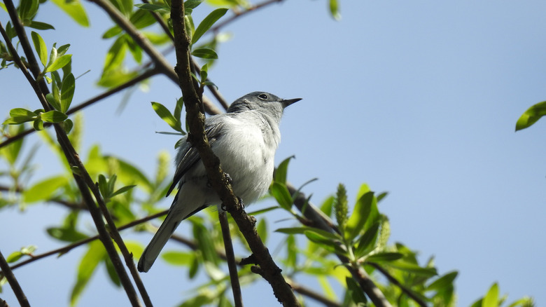 A gnatcatcher perched on a tree