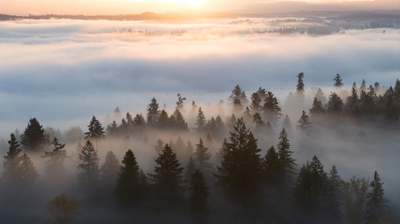Aerial view of a foggy, mist-covered evergreen forest near Portland, Oregon in the Pacific Northwest, photographed around dawn.
