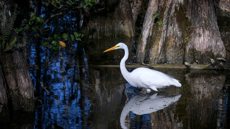An egret at Big Cypress National Preserve