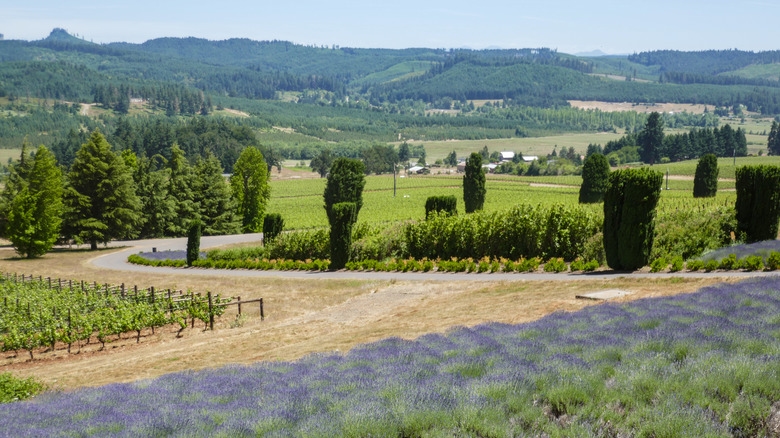 A road running past lavender fields, vineyards and hedges in Willamette Valley.