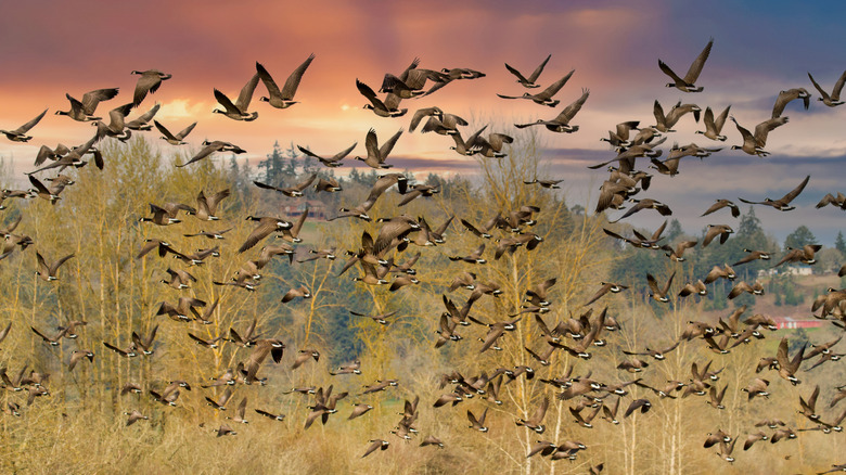 A flock of Canada geese taking flight over trees at Ankeny Wildlife Refuge.