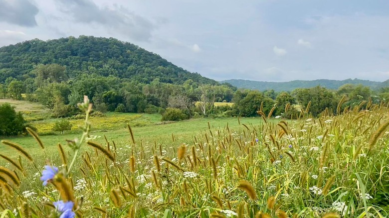 View of rolling grass, wildflowers, and trees from Soldiers Grove, Wisconsin