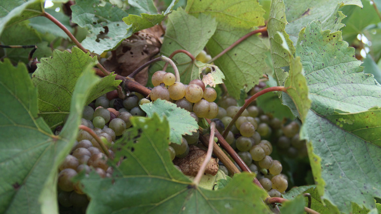 Grapes on the vine at the Augusta Vineyards, Augusta, MO