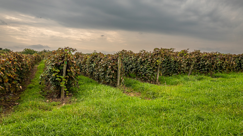 Vineyards along Lake Erie, Pennsylvania