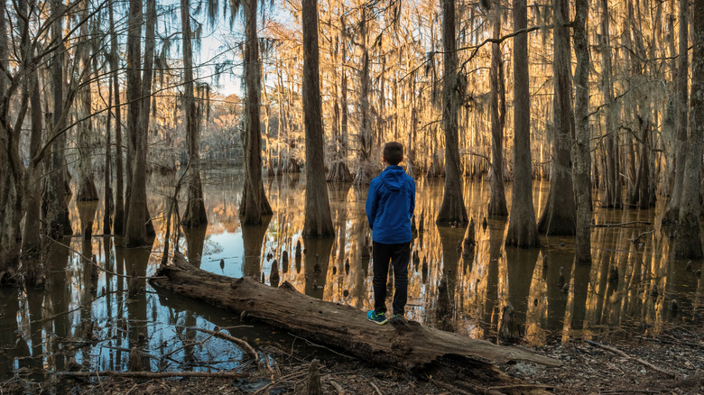 Boy stands below cypress trees in Caddo Lake State Park in Texas