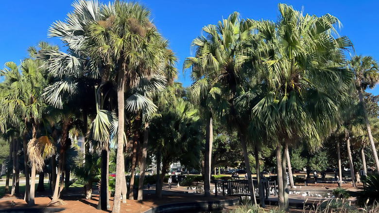 Sabal palms under a blue sky at Lake Eola Park in Orlando, Florida