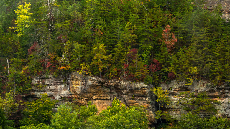Trees along the cliffside at Red River Gorge in Kentucky