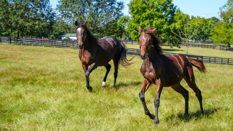 Thoroughbred horses running in Kentucky