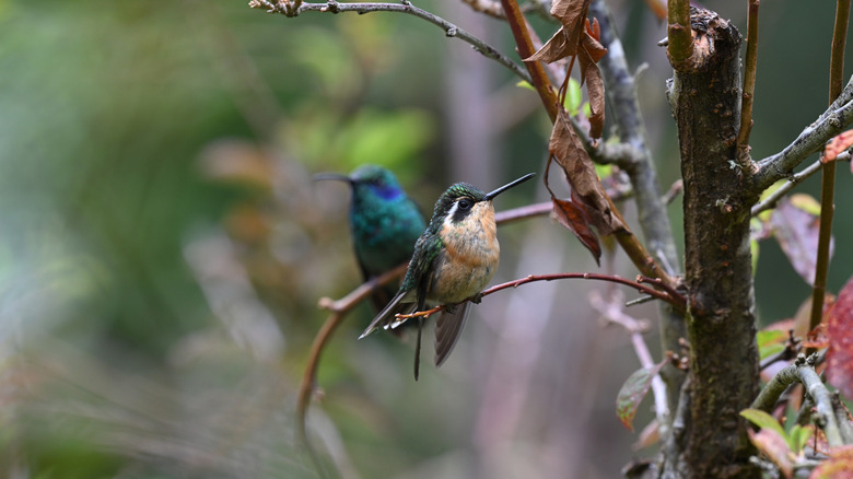 Two hummingbirds on a branch in the Ramsey Canyon Preserve, Arizona