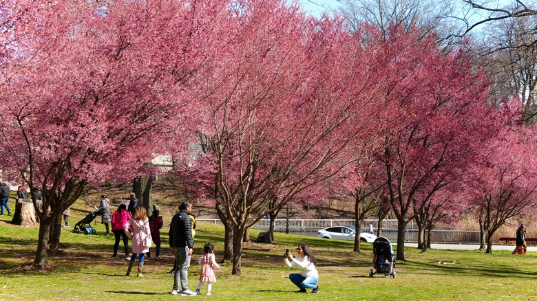 People walking among cherry blossoms in Branch Brook Park, New Jersey