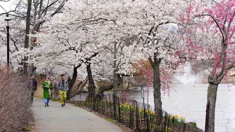A lakeside path lined with cherry blossoms at Branch Brook Park, New Jersey