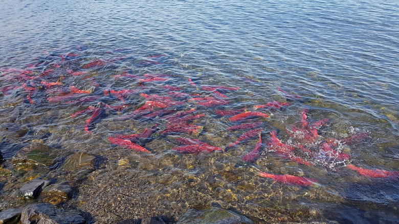 Scores of fish swim through the crystal-clear waters of a river in Wood-Tikchik State Park