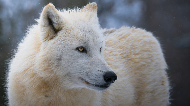 A closeup of an Arctic wolf