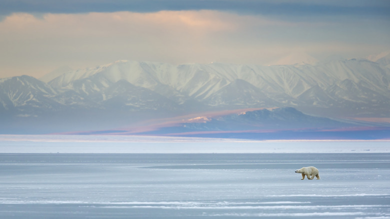 A polar bear in the Arctic National Wildlife Refuge