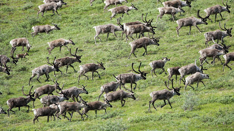 Caribou on the Arctic National Wildlife Refuge