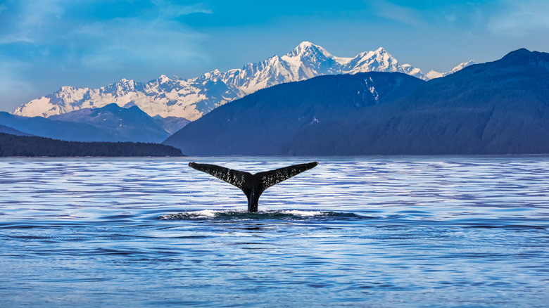 Whale tail coming up from the water with snowy mountains in the background