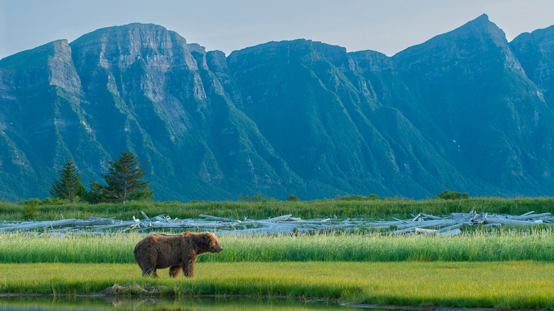 Brown bear with mountains in the background