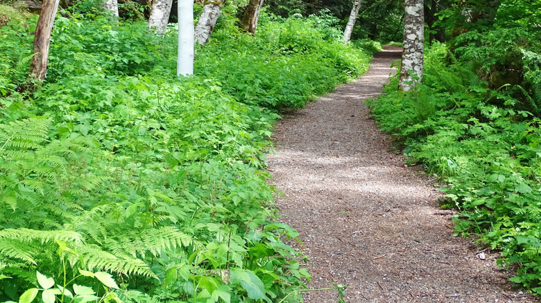 A mile marker along the Iron Goat Trail