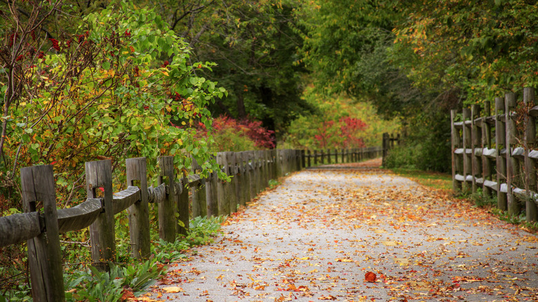 Fall leaves scattered on a paved path lined with trees and a wooden fence on the Blackstone River Bikeway in Rhode Island