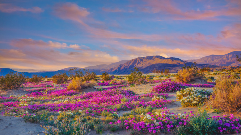 Wildflowers on the valley floor at Anza-Borrego State Park