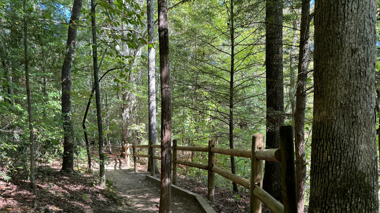 A walking trail at Burgess Falls State Park