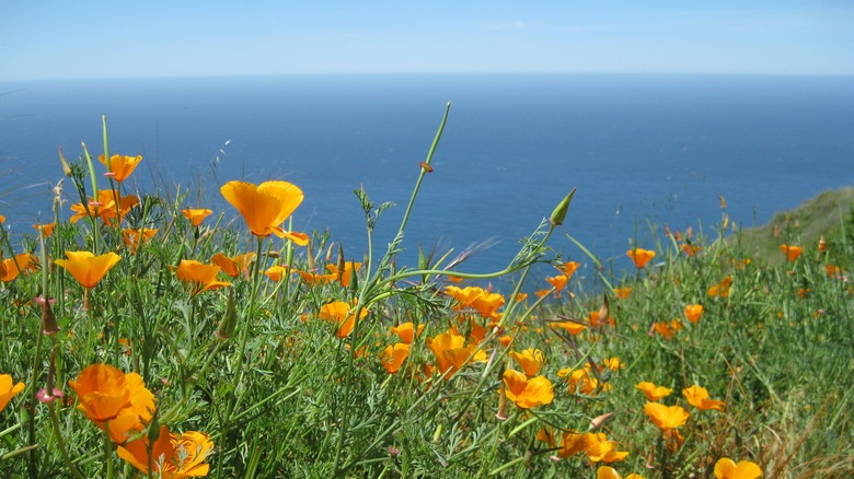 California poppies on a cliff overlooking the Pacific in Big Sur