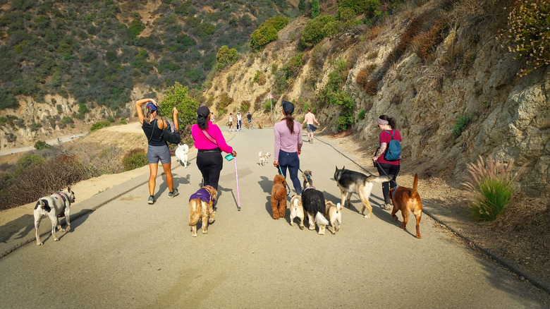 Dogs walking in Runyon Canyon in Los Angeles