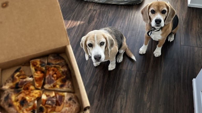 Pups getting the Pup Pizza at Pizzana in Los Angeles