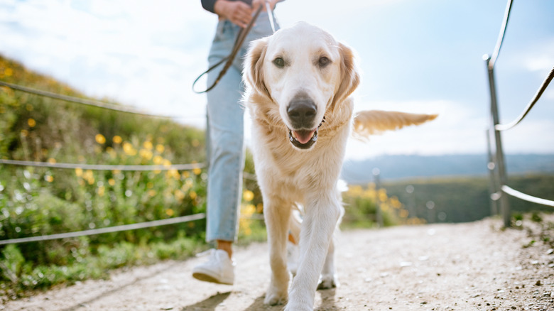 Dog being walked in an LA park