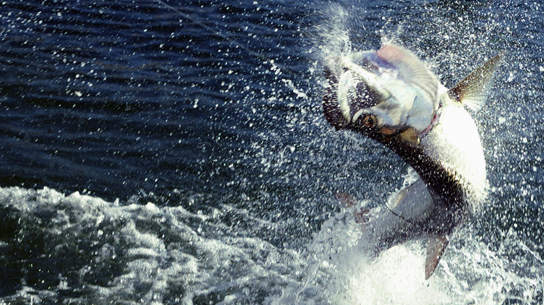 Fishing for Tarpon in the Florida Keys.