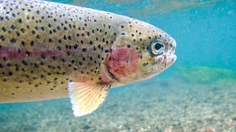 Head shot close-up of a large Rainbow Trout with fishing fly in it's mouth in the Deschutes River.