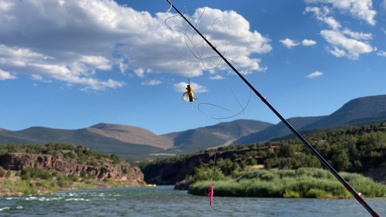 Bird's nest while fly fishing the Green River.