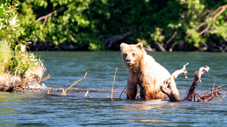 A brown bear on the Kenai River, Alaska