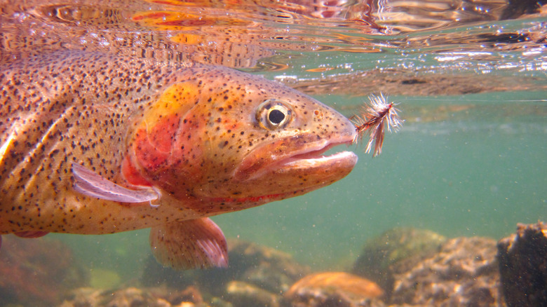 The native fine-spotted cutthroat trout of Snake River.
