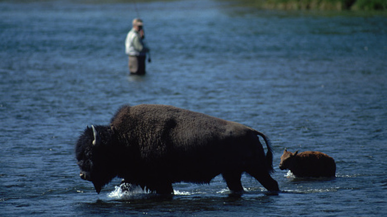 A bison with a calf crosses the Yellowstone River near a fly fisher.
