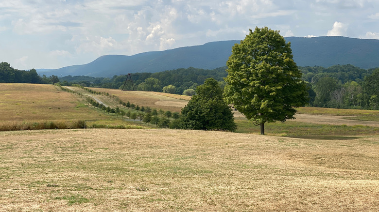 The rolling parkland with mountains in the background at Storm King Art Center in New York