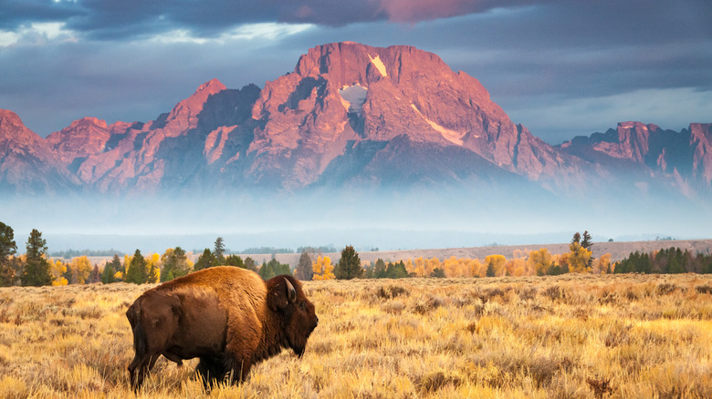 Bison walking in a prairie with mountains in the background.