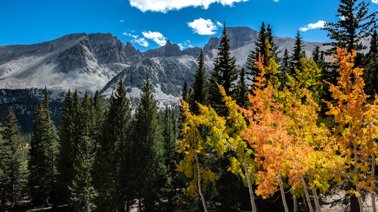 Colorful trees in Great Basin National Park Nevada