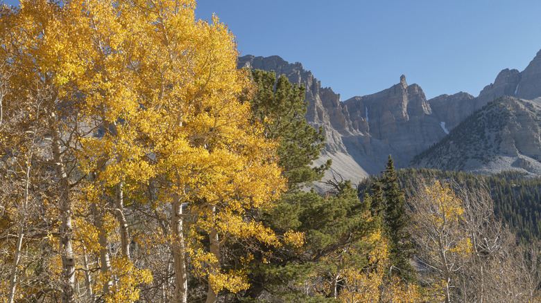 Aspens turned yellow in fall at Great Basin National Park Nevada