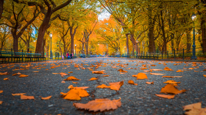 Autumn leaves in New York City's Central Park