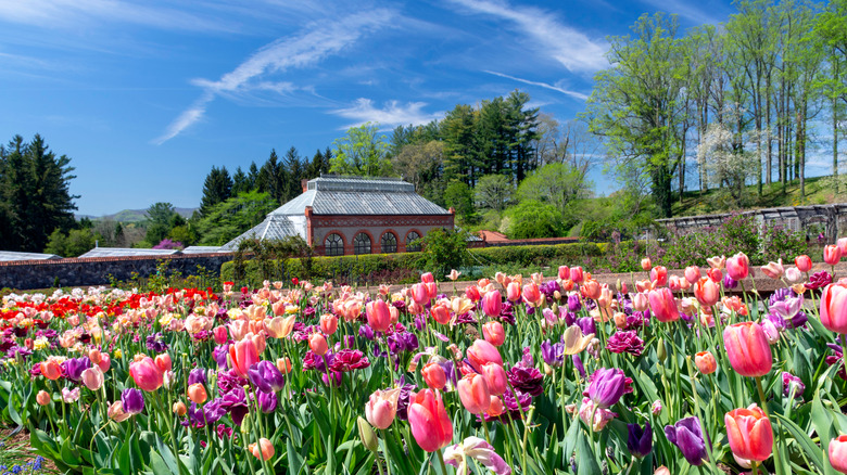 View of the tulips in bloom at Biltmore Estate's Walled Garden