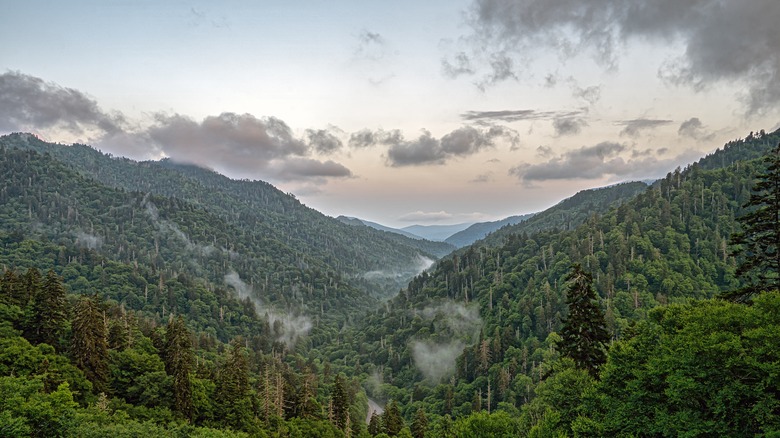 Great Smoky Mountains views of forested mountains