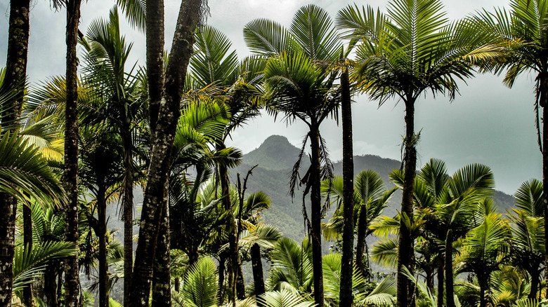 Sierra pams in El Yunque National Forest, Puerto Rico.